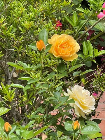 Beautiful flowers in the courtyard
