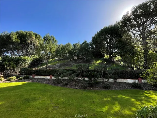 Sloping hill in the backyard with tree lined property line