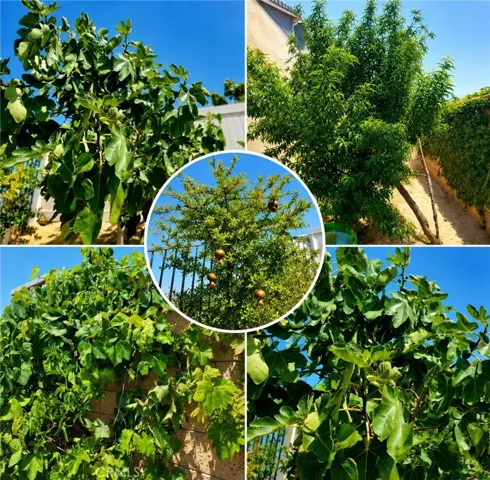 Different Fruit bearing trees