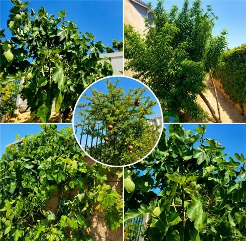 Different Fruit bearing trees