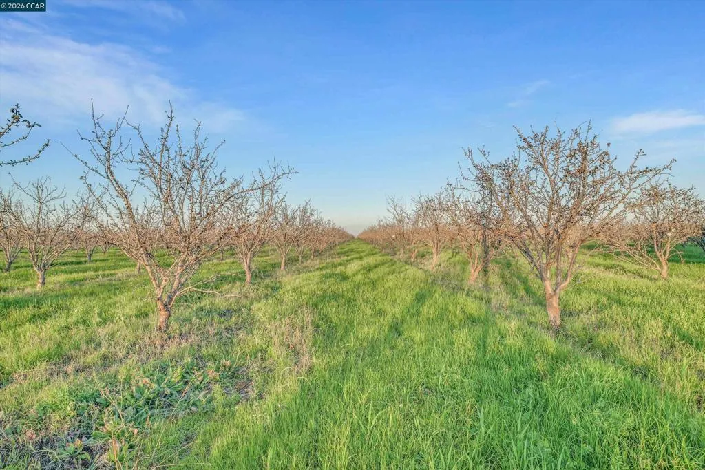 Almond Orchard