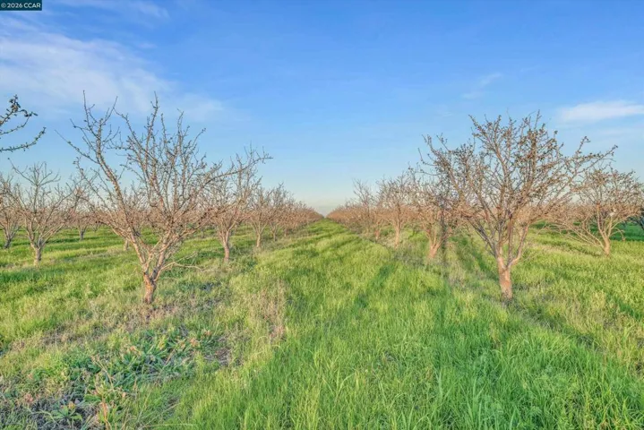 Almond Orchard