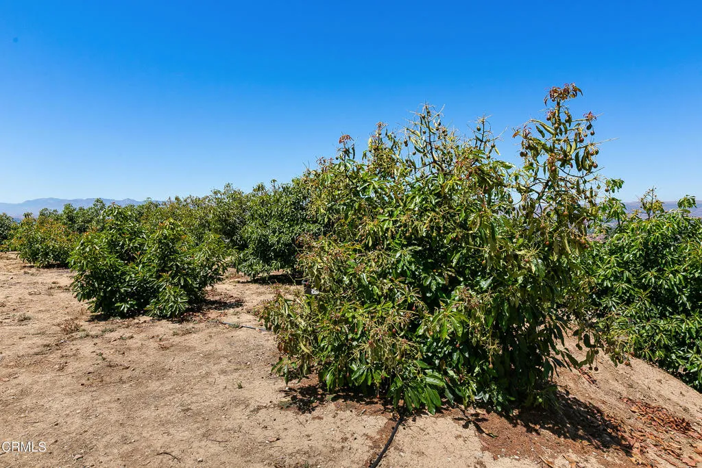 12127 Presilla Road, Camarillo, California 93012 home-pic-13