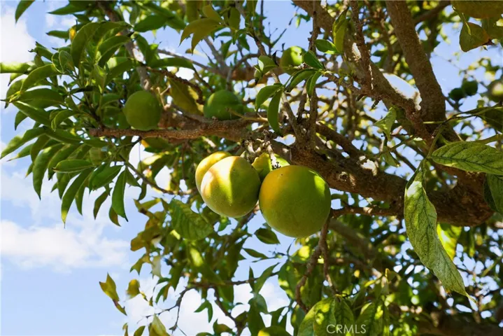 THERE IS AN APPLE TREE AND CHERIMOYA TREE ALSO