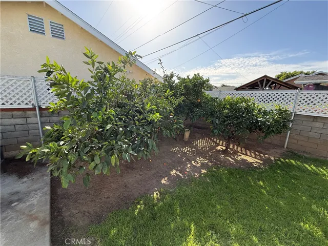 Satsuma & Mandarin Orange Trees