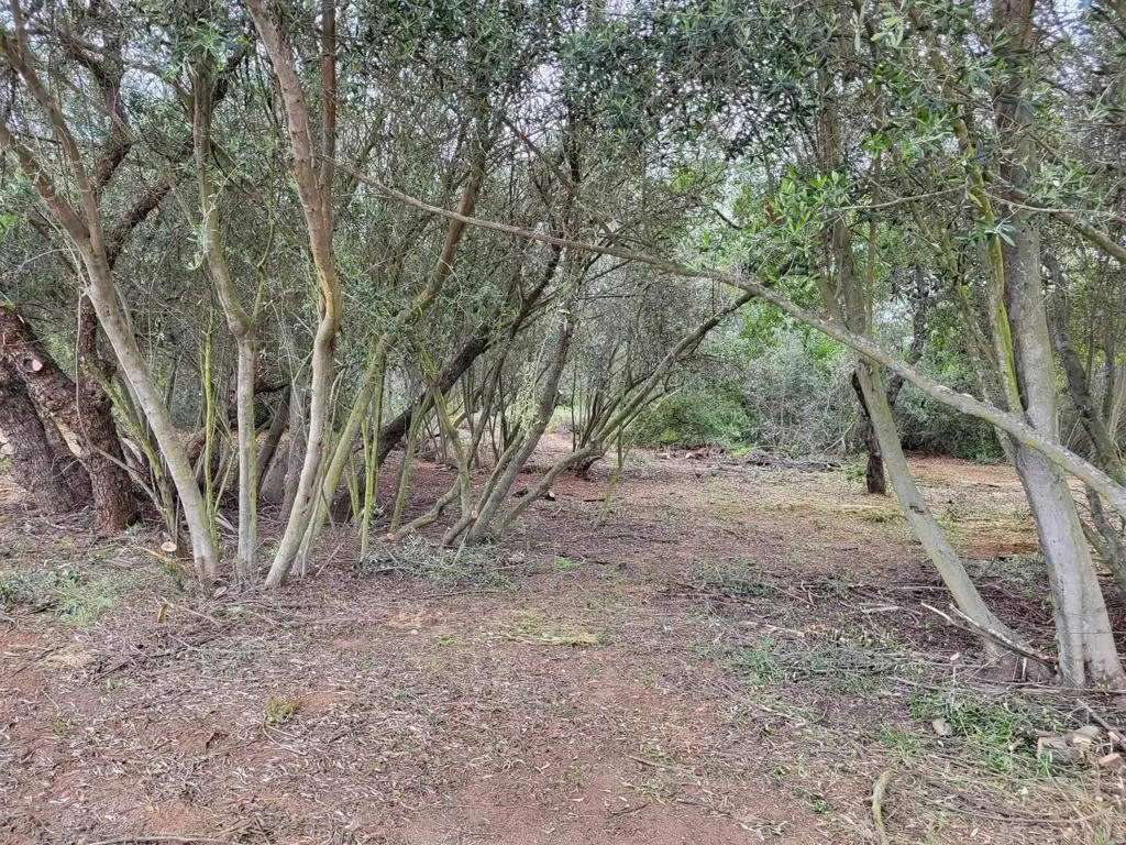 616 Alpine Heights-20acres, Alpine, California 91901 home-pic-42