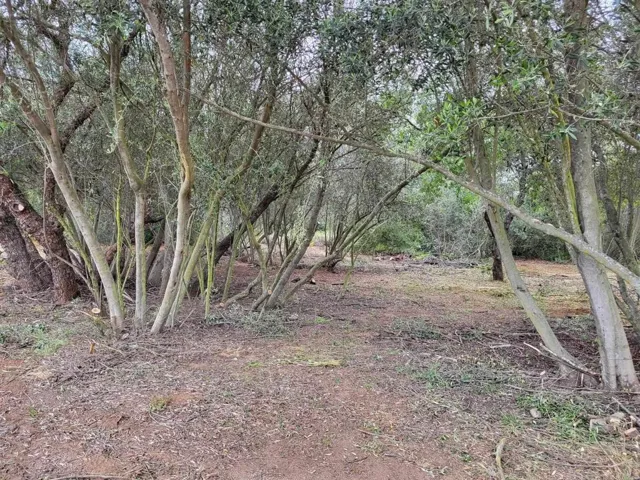 trees