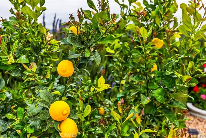Fruit trees included