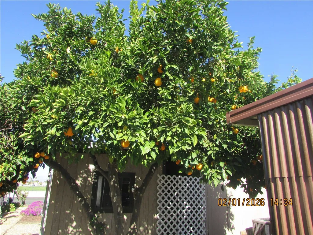 Orange tree
