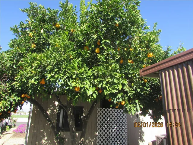Orange tree