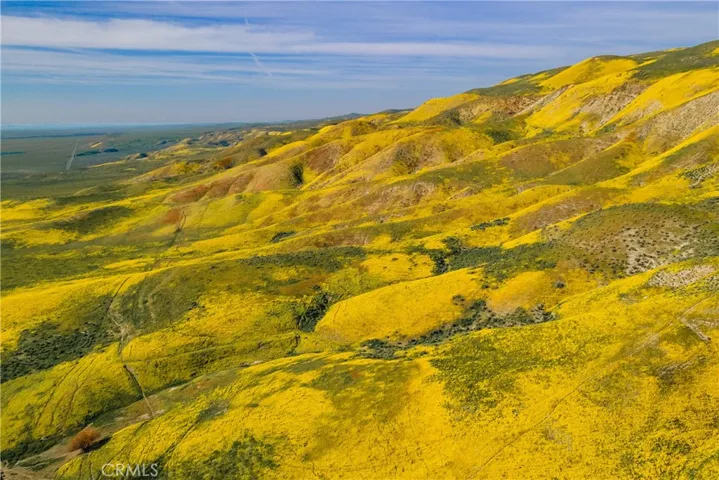 View of the flowers in the area.