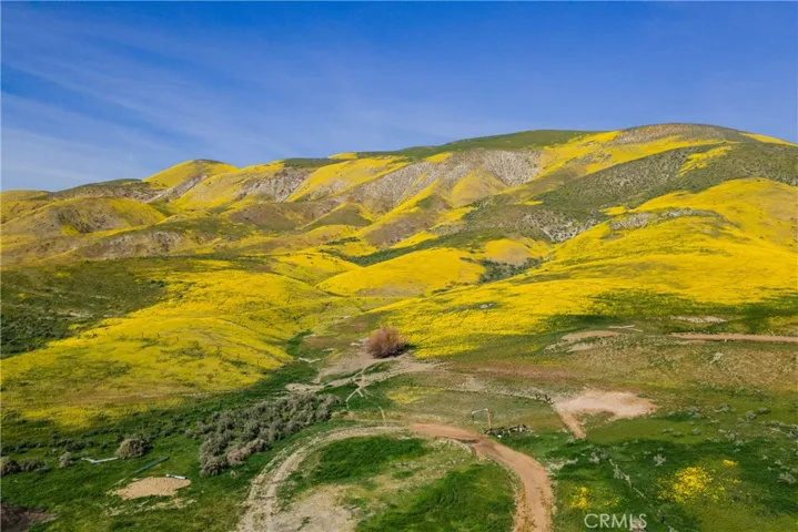View of the flowers in the area.