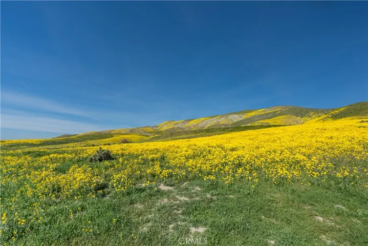 View of the flowers in the area.