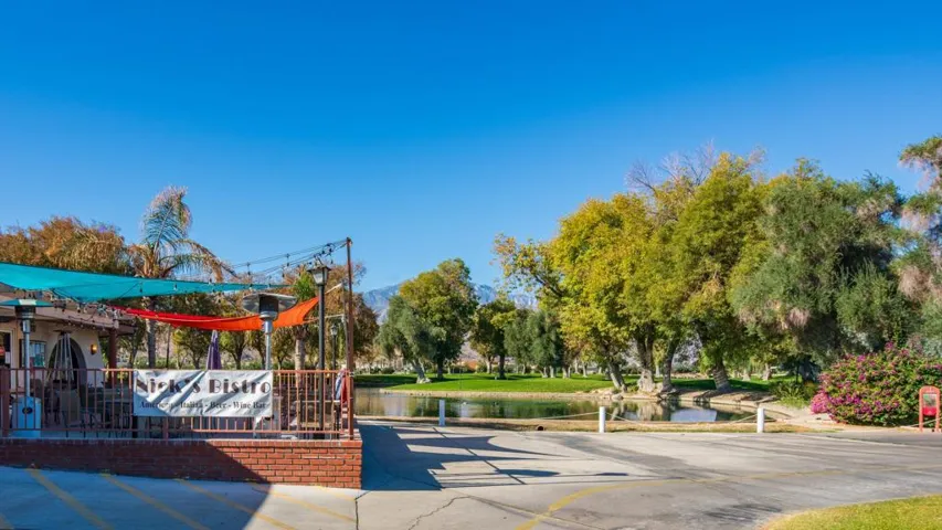 53-Were Focused Date Palm CC Stock-9