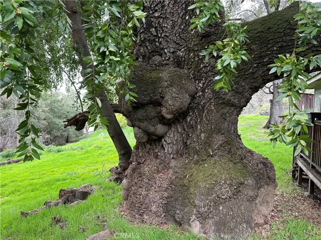 This pepperwood tree is incredible. Must be hundreds of years old.