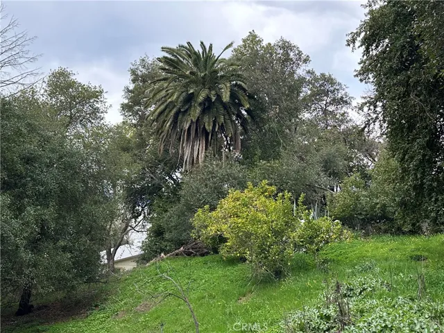 Palm tree, orange tree, lemon tree. How many front yards have this?