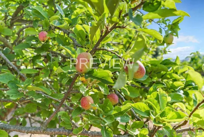 Fruit trees