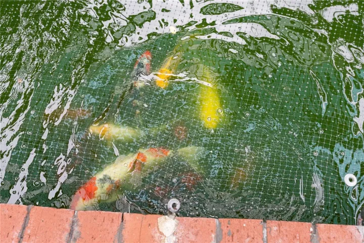 Close-up detail of koi in the pond, emphasizing the yard’s unique water feature.