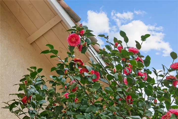 Blooming camellias add seasonal color and charm along the exterior.
