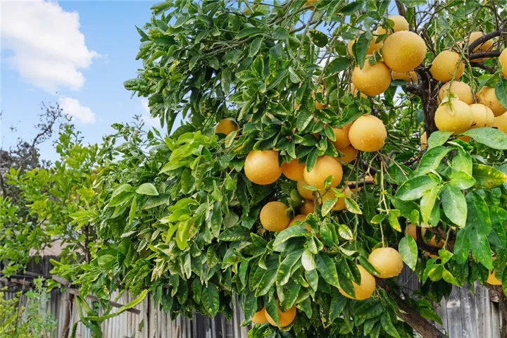 Fruit-bearing grapefruit tree with abundant mature fruit—perfect for garden lovers and fresh produce.
