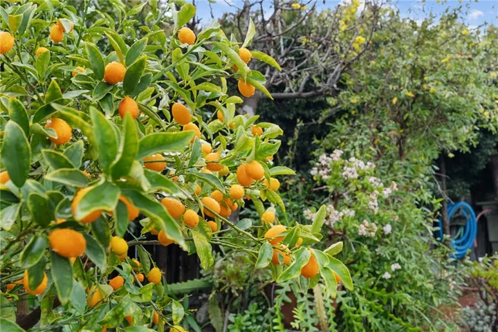 Lush citrus tree loaded with ripe fruit, showcasing the home’s abundant garden setting.
