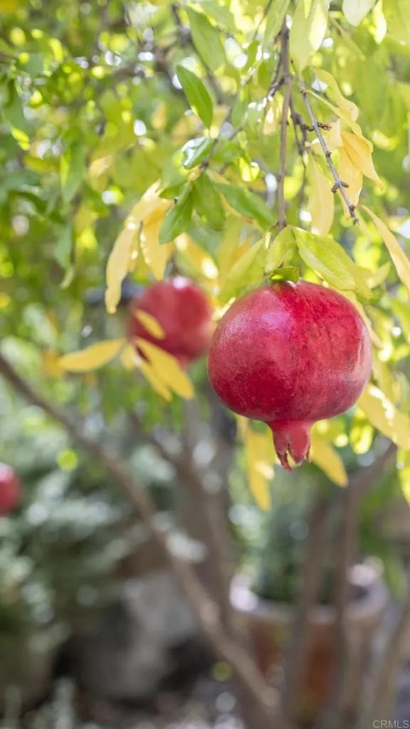 Multiple mature fruit trees