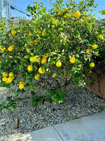 Meyers Lemon tree in the yard