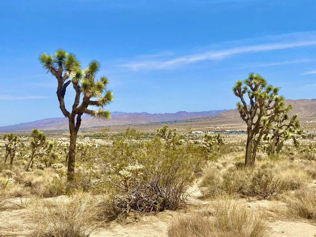 IMG_3515