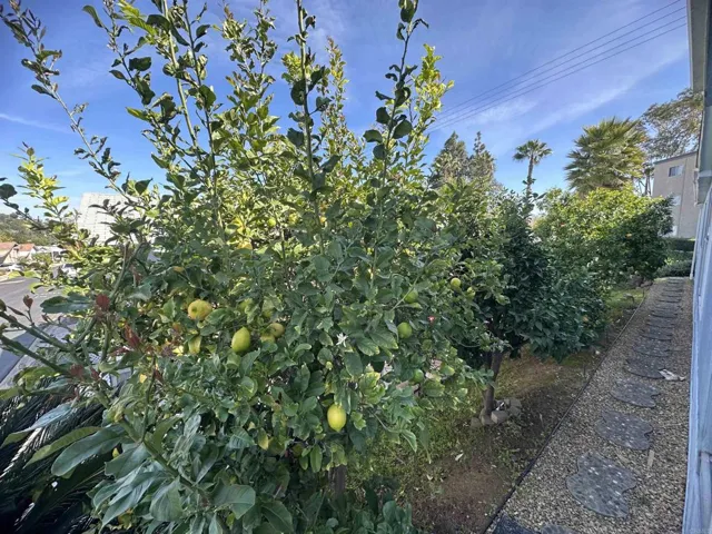 4 Beautiful fruit trees