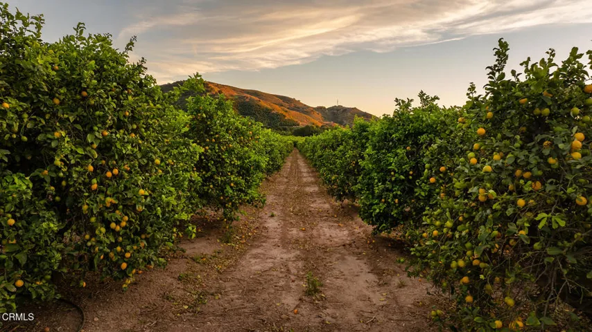 S8C_Filmore Orchard_07