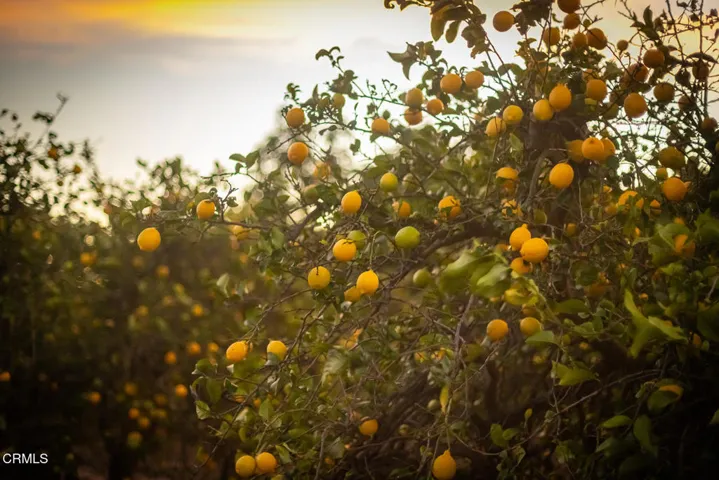 S8C_Filmore Orchard_08