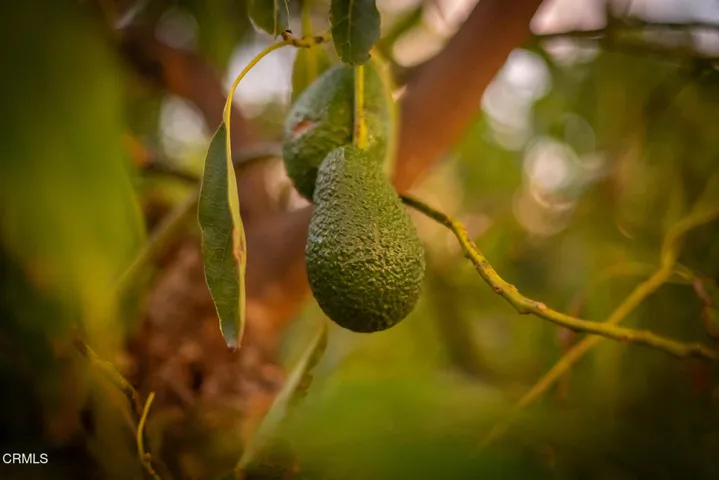 S8C_Filmore Orchard_09