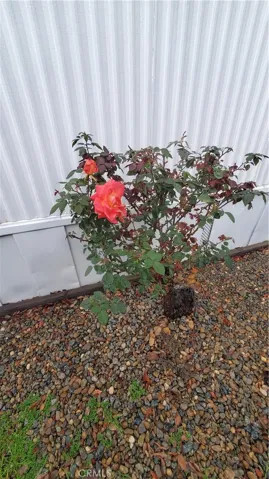 Blooming roses in back yard area.