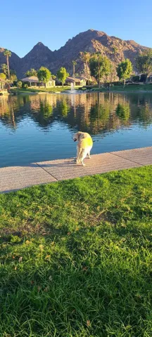 Brandy last day by Lake