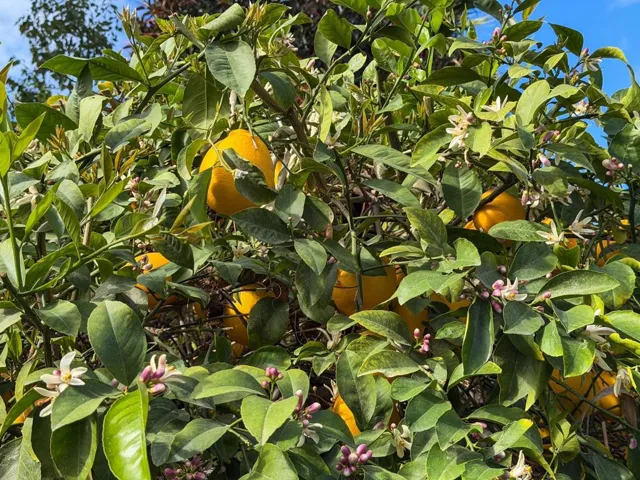 RV lot 126 with pergola and kitchen-15
