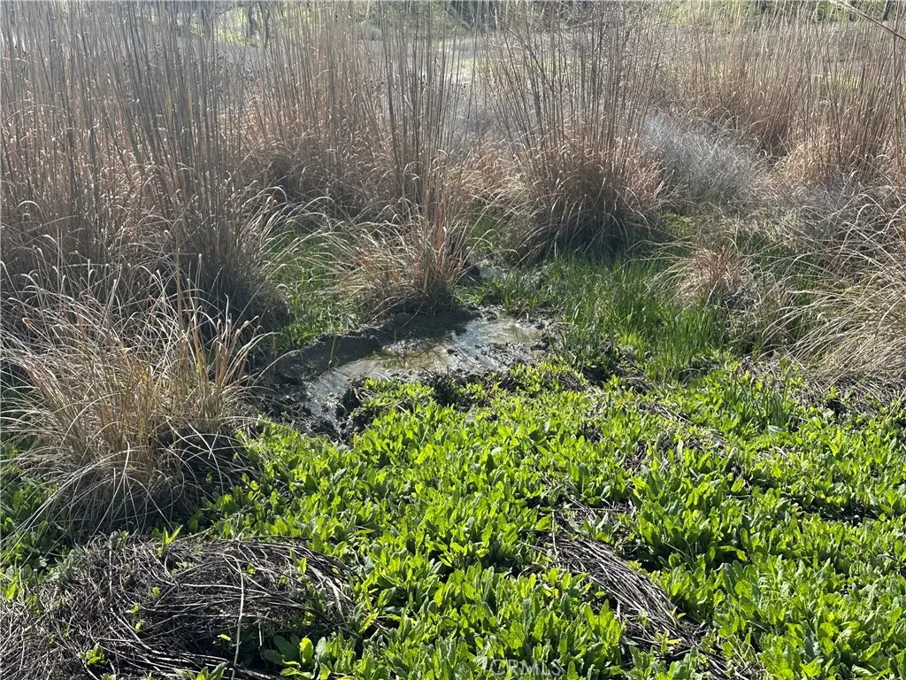 Wet area at the north end of the property. Hogs have been using this for a wallow. There were a couple springs running water here in February