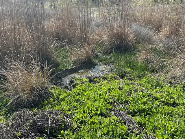 Wet area at the north end of the property. Hogs have been using this for a wallow. There were a couple springs running water here in February