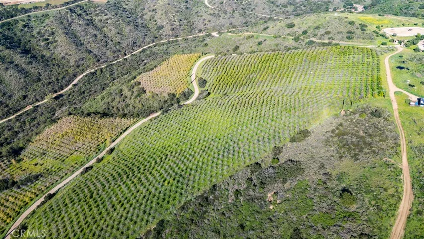 Lemon Groves