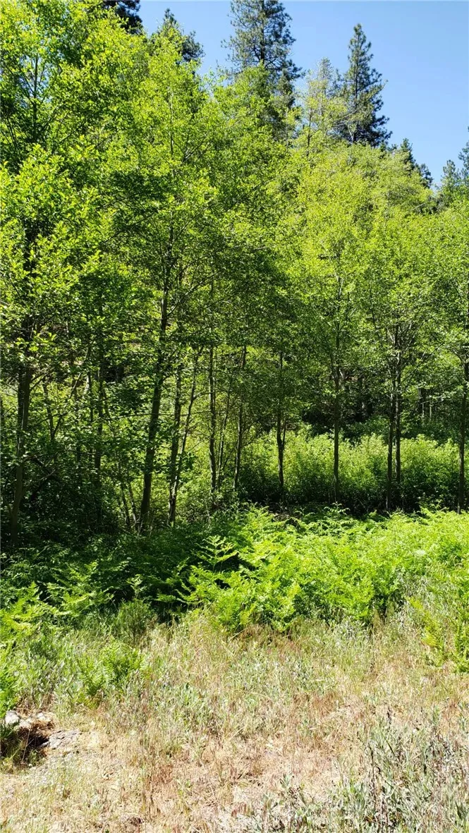 29531 Little Bear Creek Road, Cedar Glen, California 92321 — photo 5