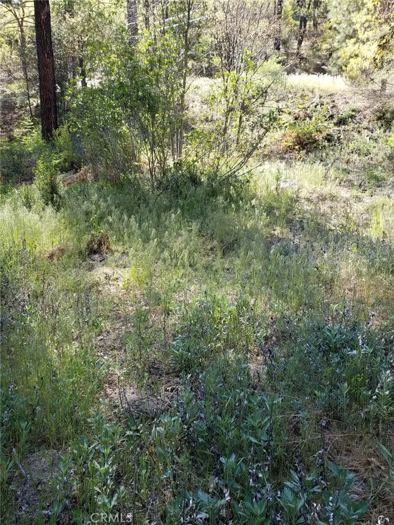 29531 Little Bear Creek Road, Cedar Glen, California 92321 — photo 4