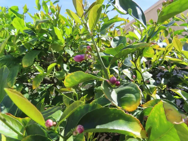 10-PLANTS 2