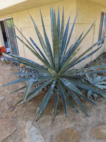 9-PLANTS 1