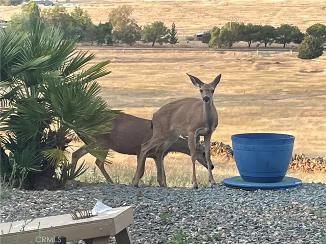 Friendly neighborhood deer saying hello!