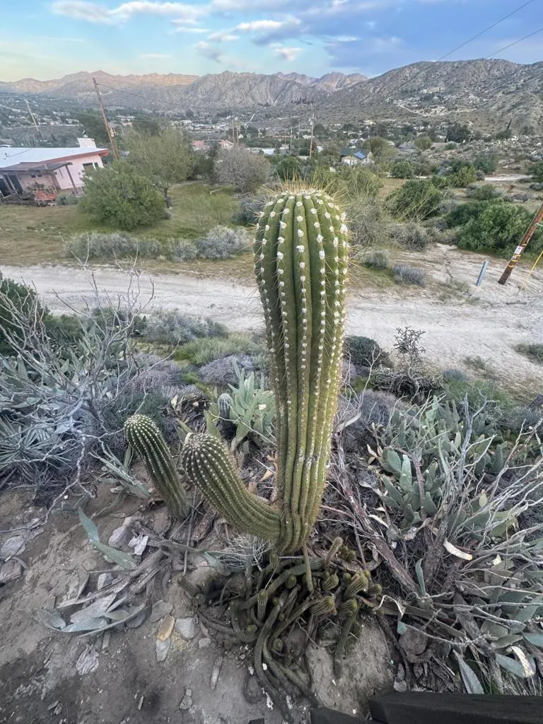 49075 Matzene Drive, Morongo Valley, California 92256 home-pic-15