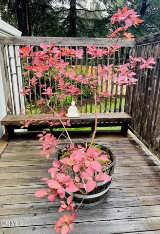 Smoke Tree on Deck