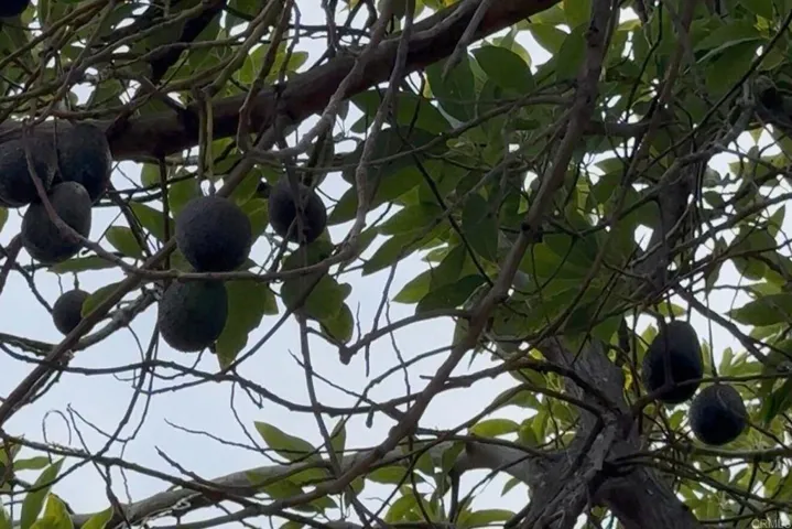 Mature avocado tree