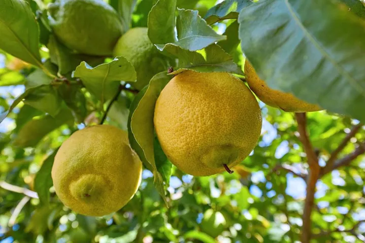 Mature Lemon Tree