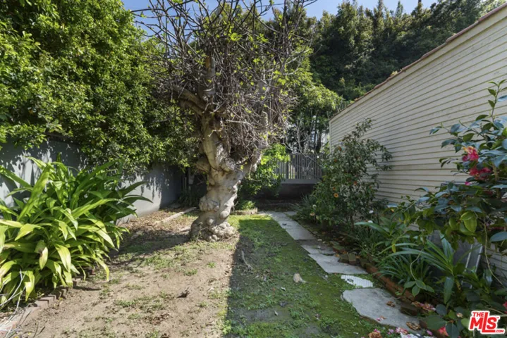 Mature Fruit Trees