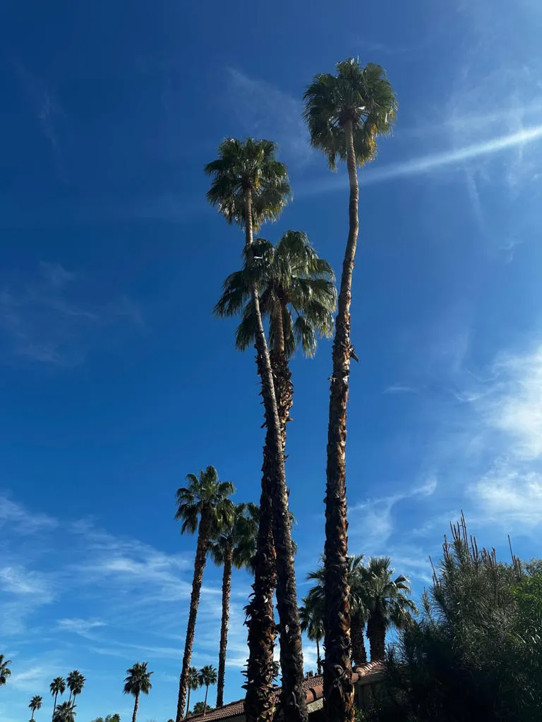 2466 E Oakcrest Drive, Palm Springs, California 92264 home-pic-18