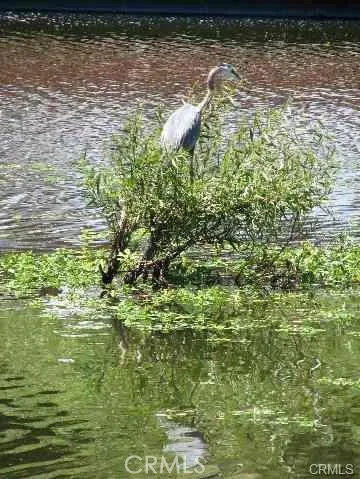 Wildlife in Canal